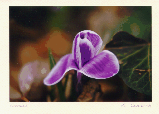 flower7.gif (123014 bytes)